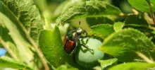 Popillia japonica o scarabeo giapponese